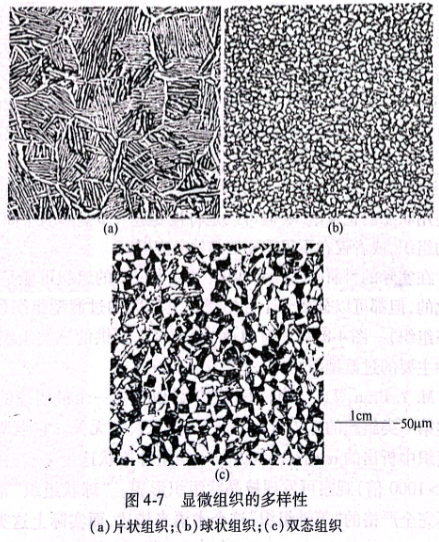 顯微組織的多樣性
