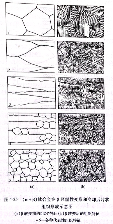 （α+β）鈦合金在β區(qū)塑性變形和冷卻后片狀組織形成示意圖