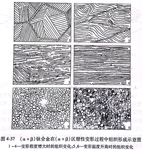 （α+β）鈦合金在（α+β）區(qū)塑性變形過程中組織形成示意圖